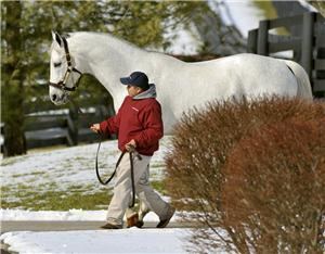 Unbridled's Song UNBRIDLED39S SONG Taylor Made Stallions
