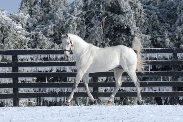 Unbridled's Song Great racehorse sire Unbridled Song euthanized Roanoke Equestrian
