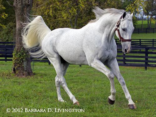 Unbridled's Song Unbridled39s Song a photo album Daily Racing Form