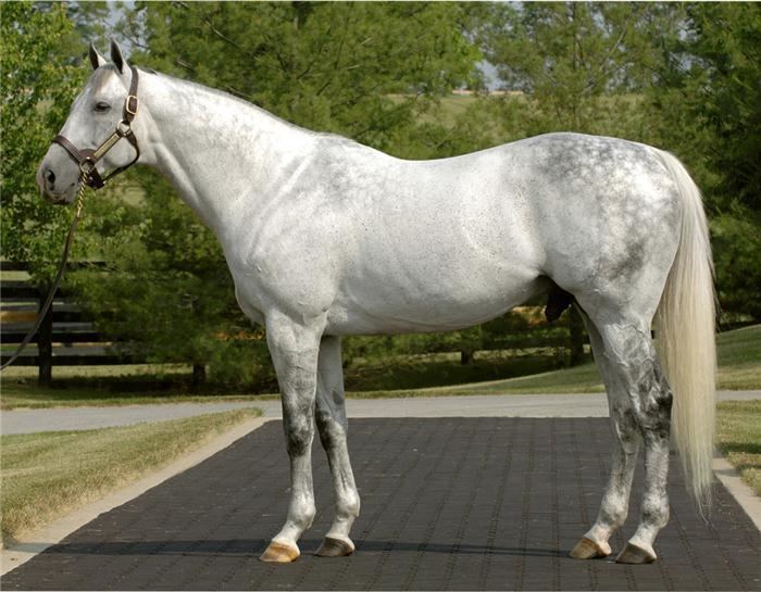 Unbridled's Song UNBRIDLED39S SONG Taylor Made Stallions