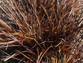 Uncinia uncinata Hebe Society NZ Plants U Uncinia uncinata