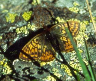 Uncompahgre fritillary wwwxercesorgwpcontentuploads200809unfrittjpg