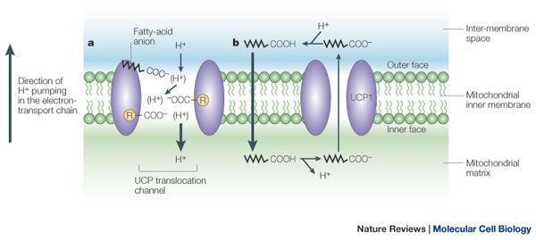 Uncoupling protein Figure 2 The mitochondrial uncouplingprotein homologues Nature