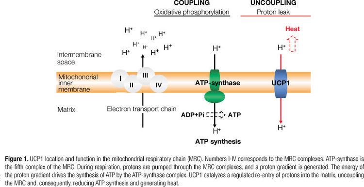 Uncoupling protein The role of the uncoupling protein 1 UCP1 on the development of