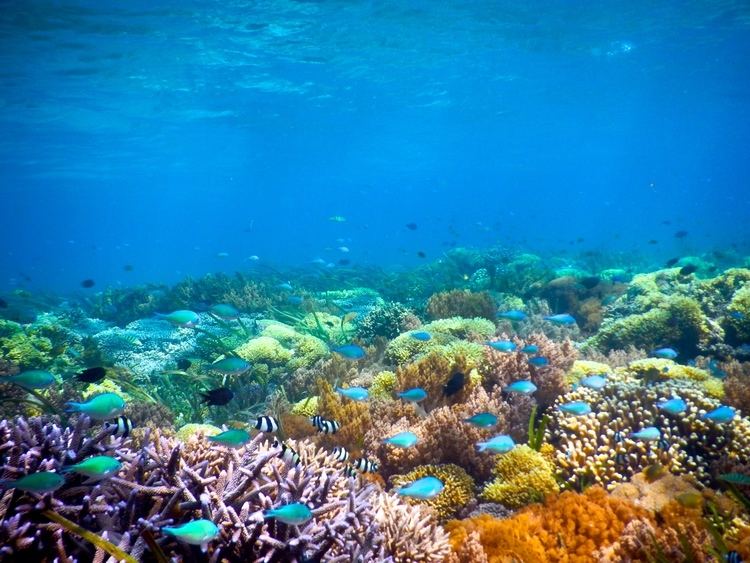 Underwater Hawaii Ocean Underwater Underwater Scene Coral Ocean Wallpaper