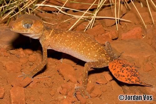 Underwoodisaurus Pilbara barking gecko Underwoodisaurus seorsus at the Australian