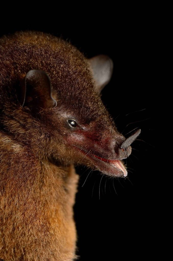 Underwood's long-tongued bat staticinaturalistorgphotos799041largejpg144