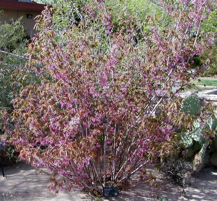 Ungnadia Ungnadia speciosa Showy Mexican Buckeye plant lust