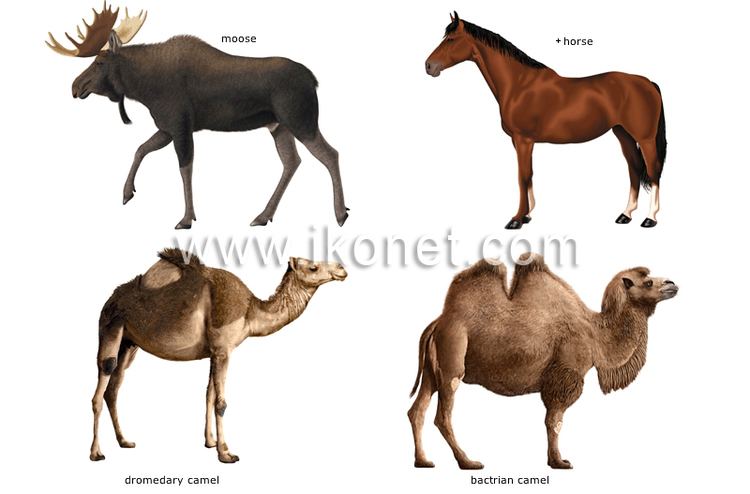 Ungulate animal kingdom gt ungulate mammals gt examples of ungulate mammals