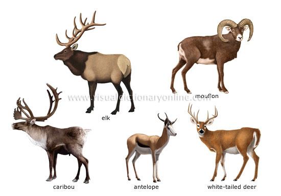 Ungulate ANIMAL KINGDOM UNGULATE MAMMALS EXAMPLES OF UNGULATE MAMMALS