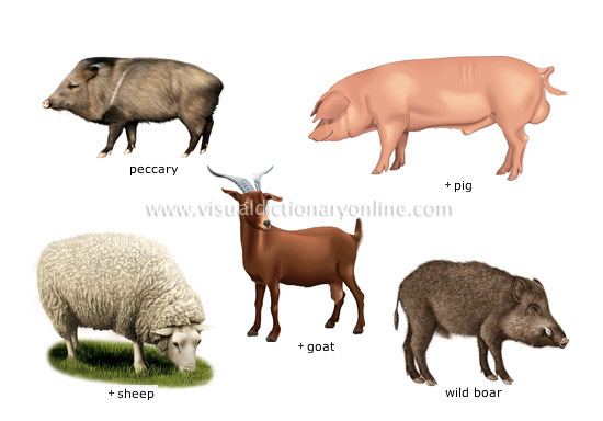 Ungulate ANIMAL KINGDOM UNGULATE MAMMALS EXAMPLES OF UNGULATE MAMMALS