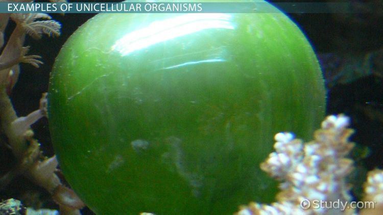 Unicellular organism Unicellular Organisms Definition amp Examples Video amp Lesson