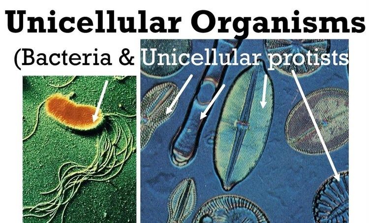 Poster of unicellular organisms featuring bacteria and protists.