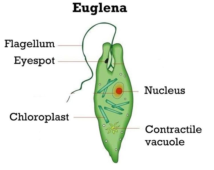 Parts of Euglena, a unicellular organism classified into the Kingdom Protista.