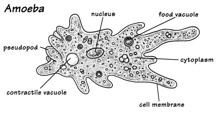 Parts of Amoeba, a unicellular organism.