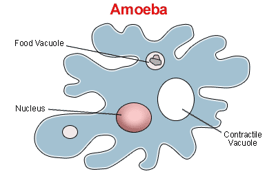 Parts of Amoeba, a unicellular organism.