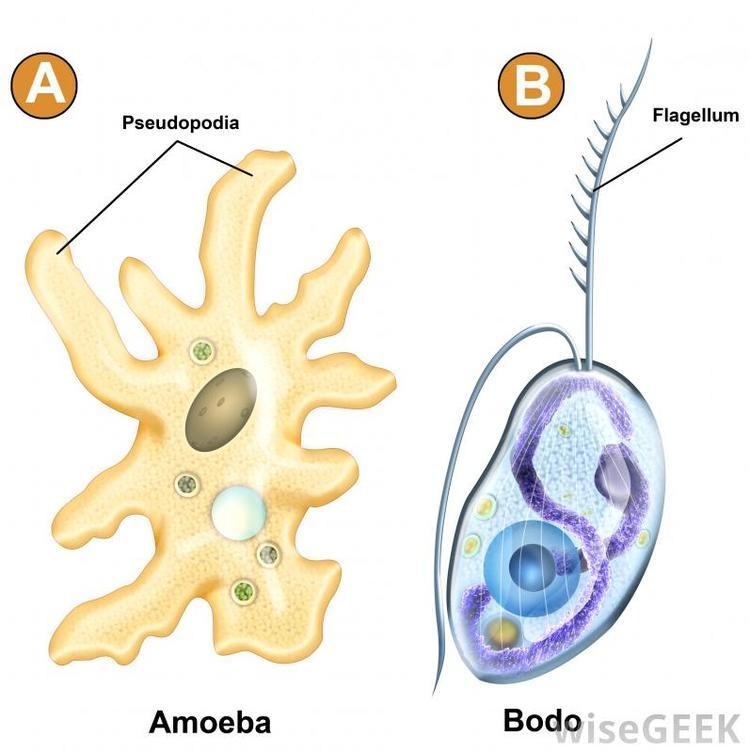 Poster of unicellular organisms featuring Amoeba and Bodo.