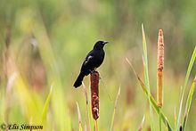 Unicoloured blackbird httpsuploadwikimediaorgwikipediacommonsthu