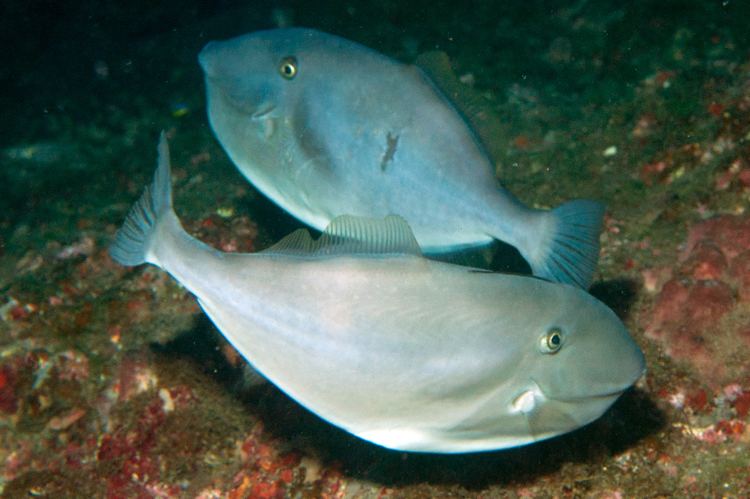 Unicorn leatherjacket Aluterus monoceros