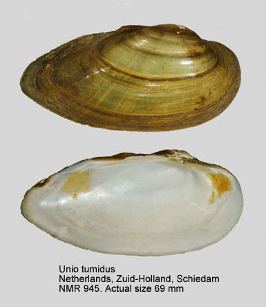 Unio (bivalve) HomeNATURAL HISTORY MUSEUM ROTTERDAM Mollusca Bivalvia