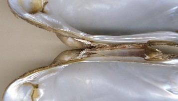 Unio (bivalve) Mussels and Clams Bivalvia
