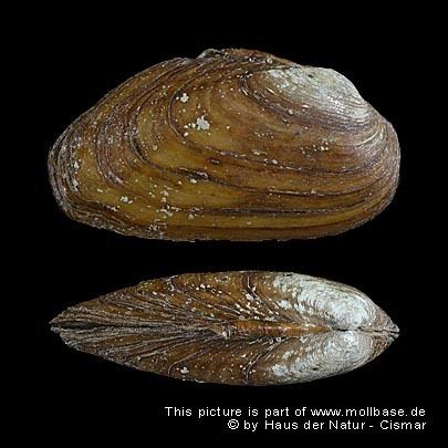 Unio mancus Molluscs of central Europe gt Unio mancus Lamarck 1819