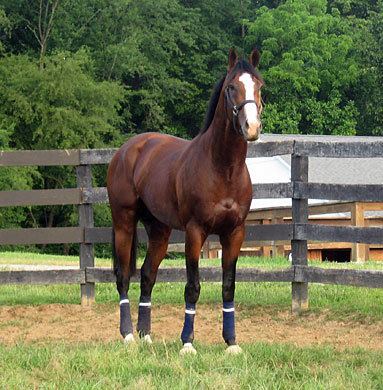 Union Rags Haskins Belmont Report A Morning With Union Rags Hangin With Haskin