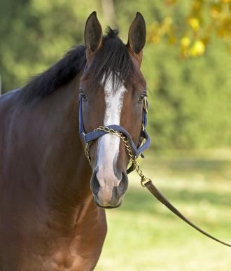 Union Rags Gulfstream Park Union Rags still on the farm Daily Racing Form