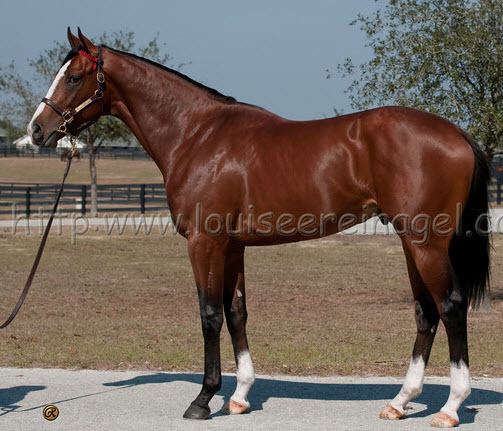 Union Rags Union Rags in Good Company Horse Racing Nation