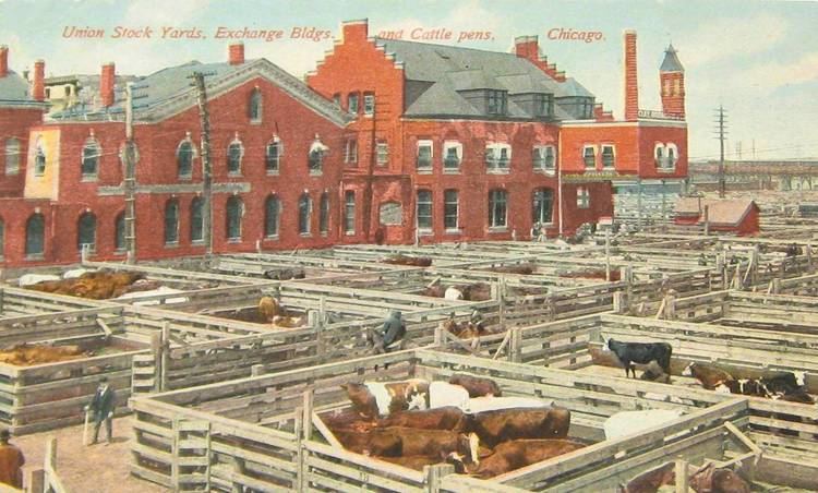 Union Stock Yards postcardchicagounionstockyardsexchangebuildingsandcattle