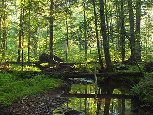United States National Forest httpsuploadwikimediaorgwikipediacommonsthu