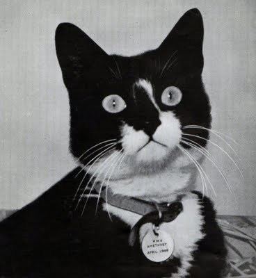 Unsinkable Sam The Legend of Unsinkable Sam The Tuxedo Cat That Served On and