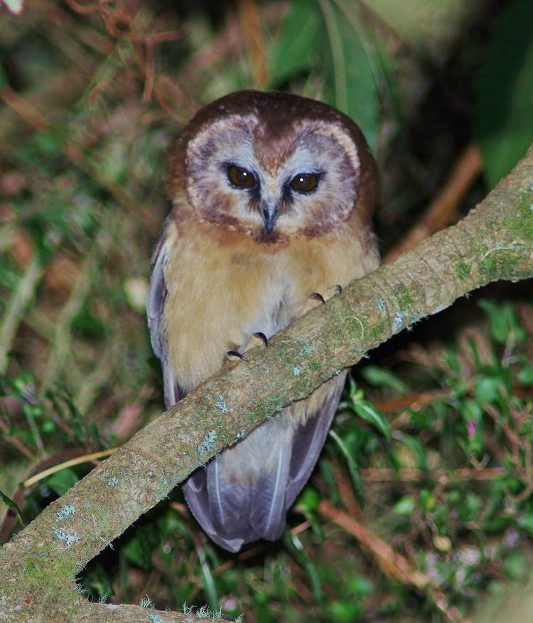 Unspotted saw-whet owl Unspotted Sawwhet Owl up close and personal Marie Loves Owls