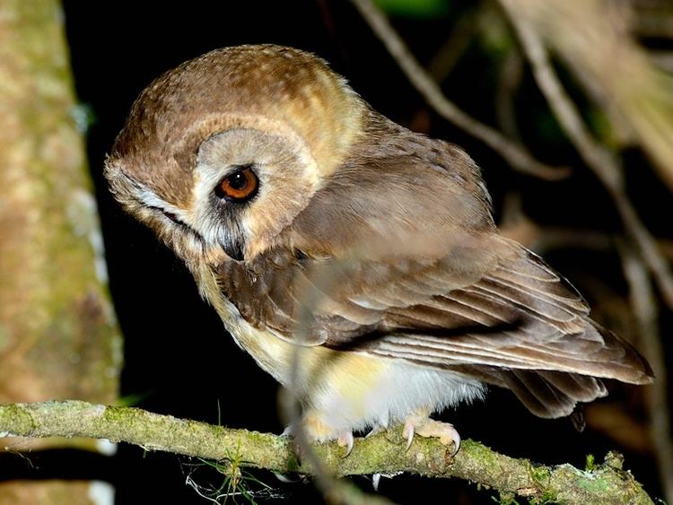 Unspotted saw-whet owl Unspotted Sawwhet Owl Aegolius ridgwayi Information Pictures