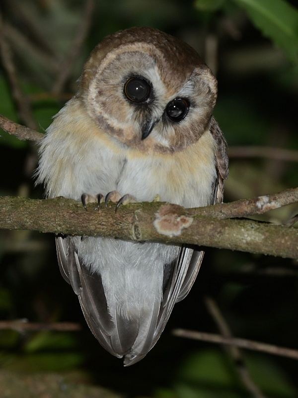 Unspotted saw-whet owl Unspotted Sawwhet Owl Aegolius ridgwayi Picture 1 of 5 The