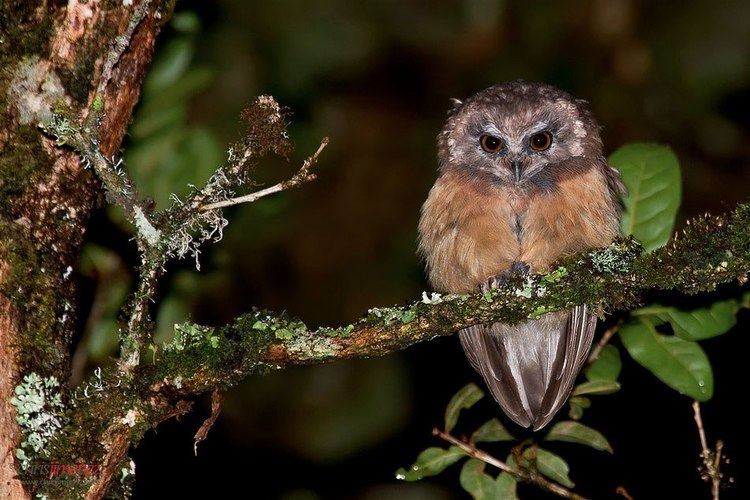 Unspotted saw-whet owl Unspotted Sawwhet Owl