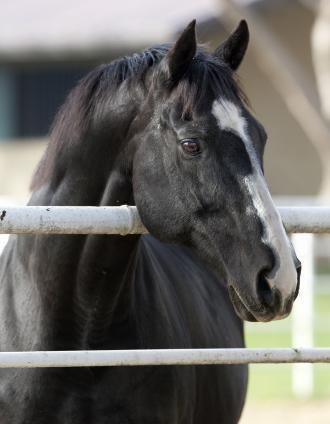 Unusual Heat (horse) No ordinary stallion Unusual Heat defies industry39s declines