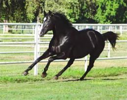 Unusual Heat (horse) Stallion Unusual Heat Set To Cover Full Book Of Mares In 2016 At Age