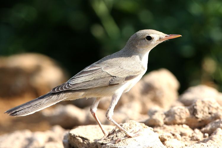 Upcher's warbler Bird Sightings from Kuwait Page 64 of 87 Bird Sightings from