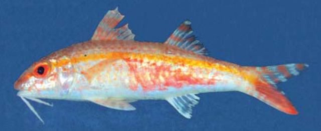 Upeneus Fish Identification