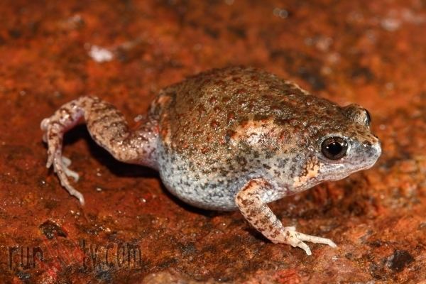 Uperoleia The goby from hell and a new possible toadlet Runwildtv Runwildtv