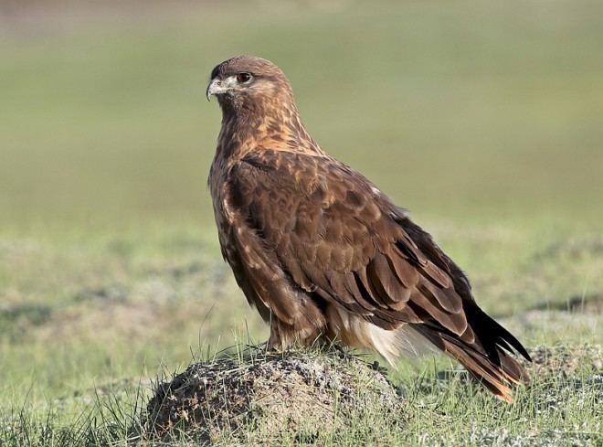 Upland buzzard Oriental Bird Club Image Database Upland Buzzard Buteo hemilasius