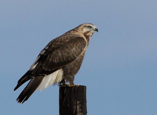 Upland buzzard Oriental Bird Club Image Database Upland Buzzard Buteo hemilasius