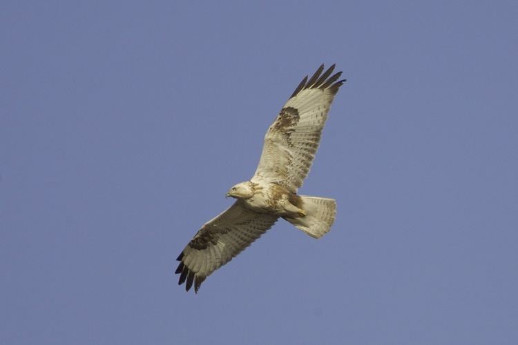 Upland buzzard upland buzzard Birding Beijing