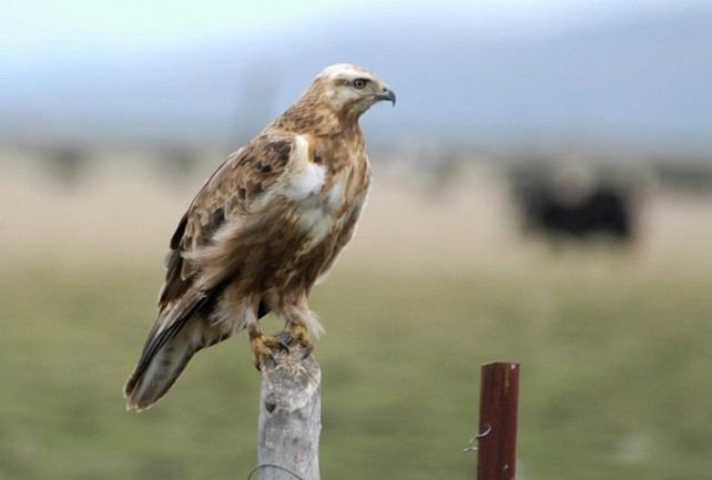 Upland buzzard Oriental Bird Club Image Database Upland Buzzard Buteo hemilasius