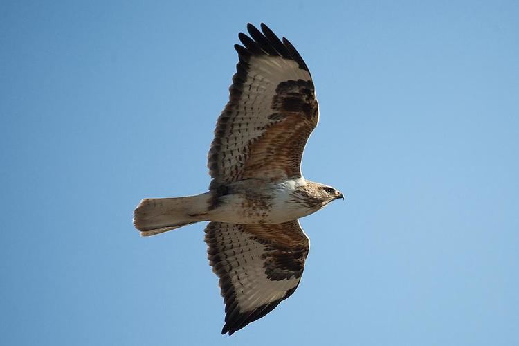 Upland buzzard Upland Buzzard Buteo hemilasius videos photos and sound