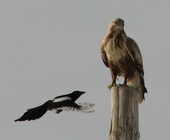 Upland buzzard Upland Buzzard Buteo hemilasius Planet of Birds