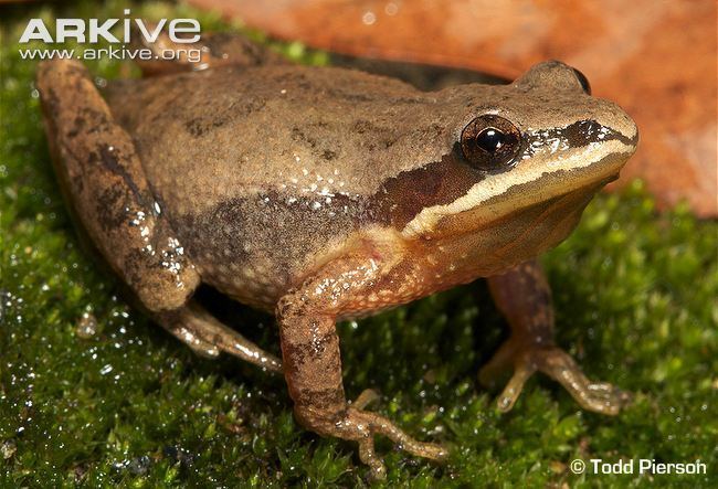 Upland chorus frog Upland chorus frog photo Pseudacris feriarum G143523 ARKive