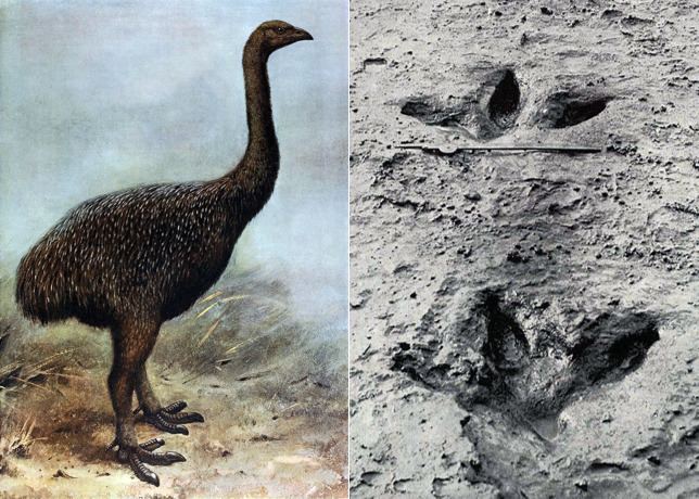 Upland moa The Frightening Discovery of the Mount Owen Claw