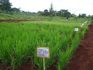 Upland rice Benefits and burdens of new rice varieties in Uganda CGIAR News